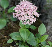 Valeriana montana