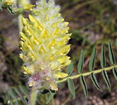 Astragalus alopecurus