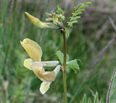 Vicia grandiflora