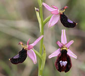 Ophrys bertolonii