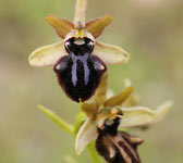 Ophrys incubacea