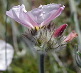 Convolvulus lanuginosus