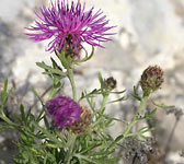 Centaurea corymbosa