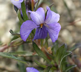 Viola arborescens