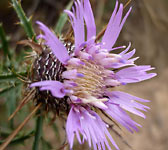 Atractylis humilis