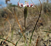 Silene portensis