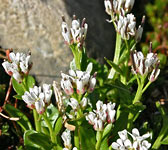 Cardamine alpina