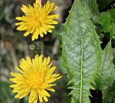 Crepis paludosa