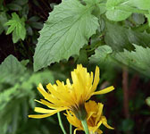 Crepis lampsanoides