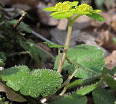 Chrysosplenium alternifolium