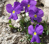 Viola calcarata