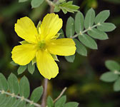 Tribulus terrestris