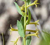 Thymelaea sanamunda