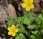 Oxalis fontana