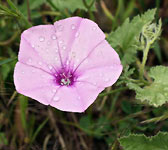 Convolvulus althaeoides