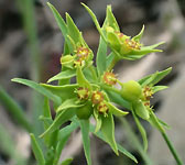 Euphorbia exigua