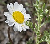 Anthemis maritima