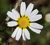 Anthemis mixta