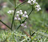 Asperula tinctoria