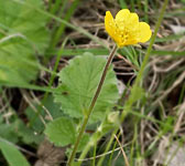 Geum sylvaticum