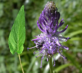 Phyteuma betonicifolium