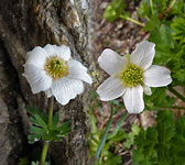 Callianthemum coriandrifolium