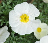 Ranunculus seguieri