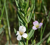 Gratiola officinalis