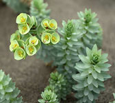 Euphorbia paralias