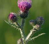 Carduus crispus