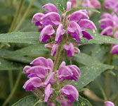 Phlomis herba-venti