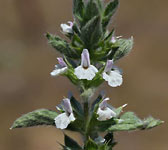 Sideritis romana