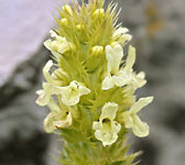 Sideritis hyssopifolia