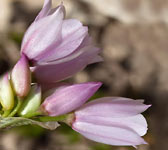 Allium narcissiflorum