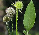 Dipsacus pilosus