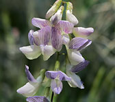 Vicia sylvatica