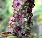 Veratrum nigrum