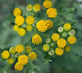 Senecio jacobaea subsp. nudus