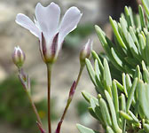 Gypsophila repens