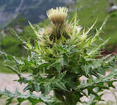 Cirsium spinosissimum