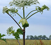 Heracleum mantegazzianum