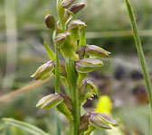 Chamorchis alpina