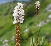 Polygonum viviparum