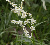 Polygonum alpinum