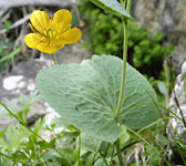 Ranunculus thora