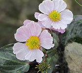 Ranunculus parnassifolius