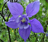 Aquilegia alpina