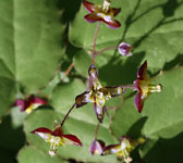 Epimedium alpinum