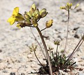 Brassica repanda