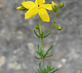 Hypericum coris
